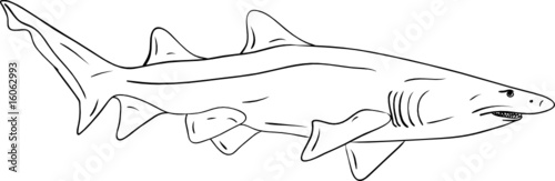 vector - big shark isolated on background