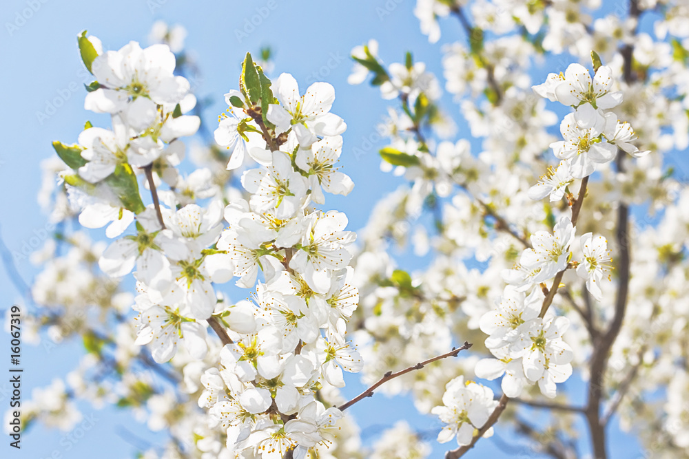 spring flowers close up background spring flowers close up background