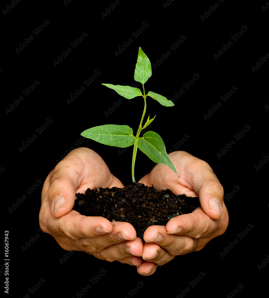 A sprout in palms as a symbol of nature protection A sprout in palms as a symbol of nature protection