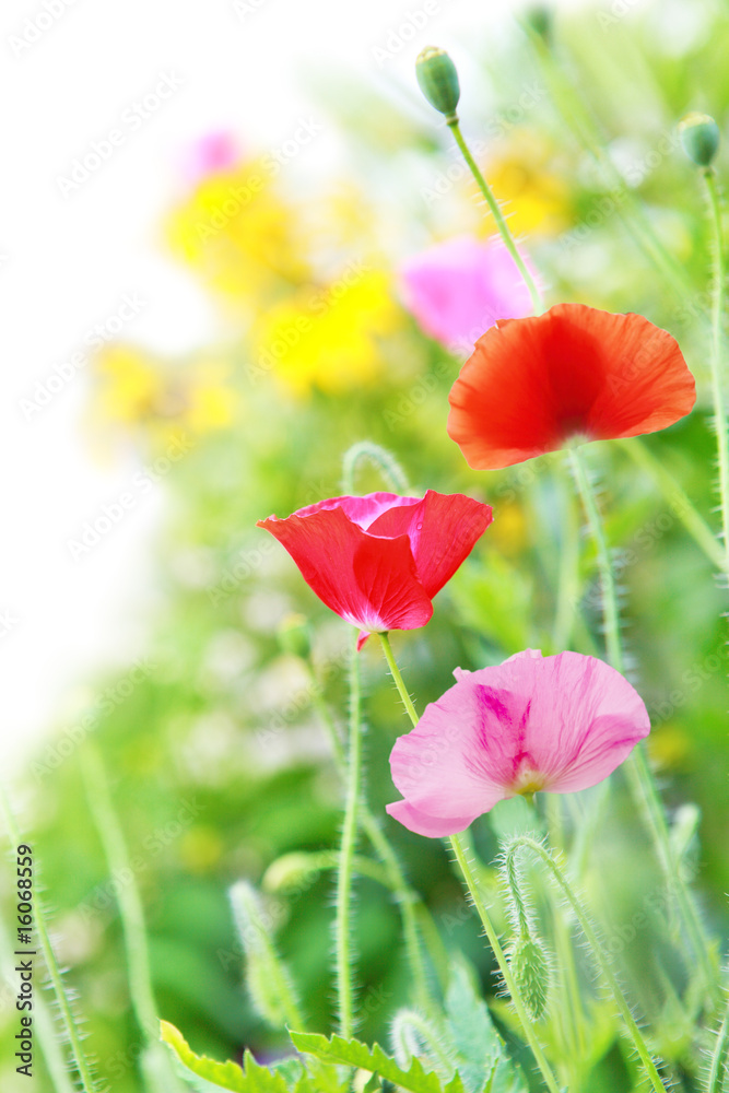 Naklejka premium Poppy Flowers