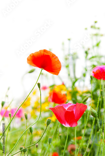 Poppy Field