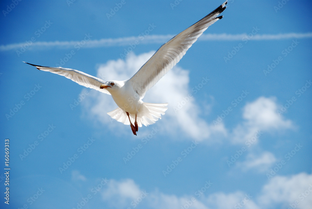 möwe möwe