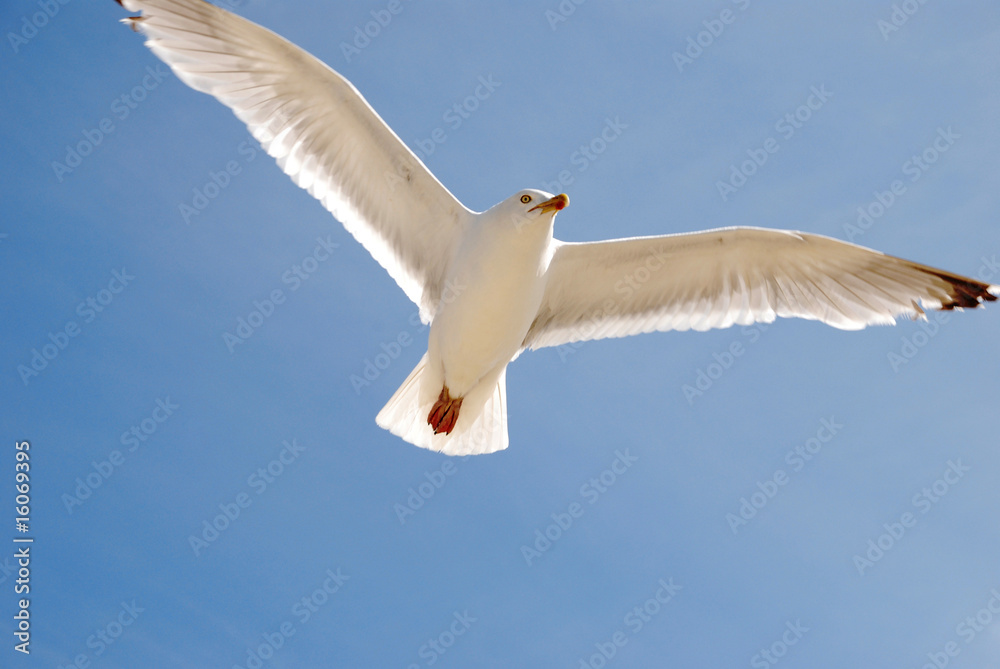 Fototapeta premium möwe