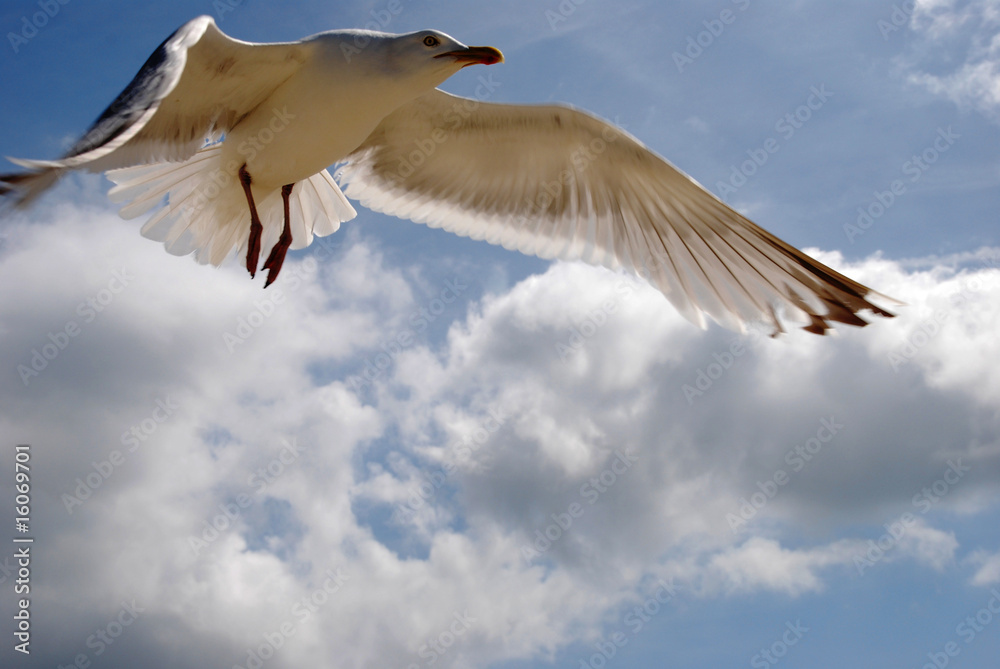 Naklejka premium möwe