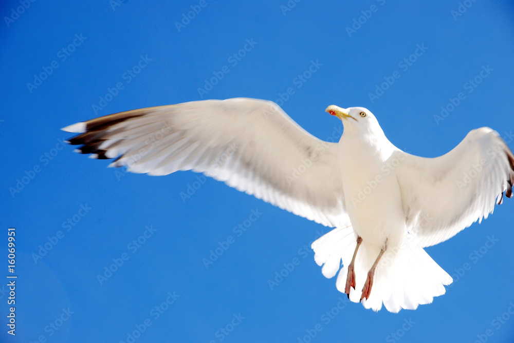 Fototapeta premium möwe