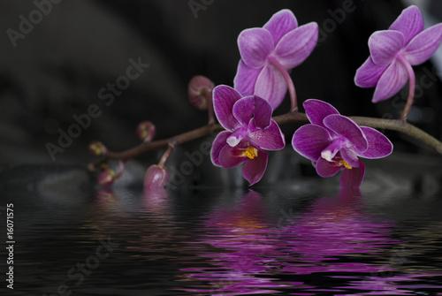 Blüte im Wasser