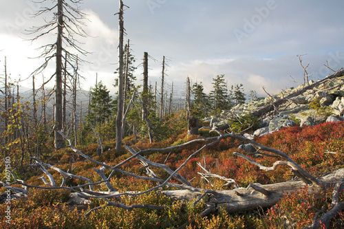 Toter und nachwachsender Wald