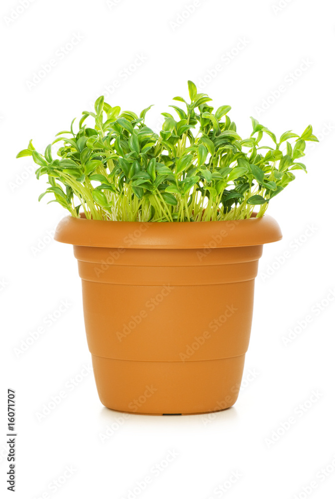 Green saplings growing in the clay pot Green saplings growing in the clay pot