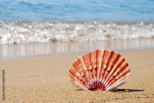 Sea shell on sea shore