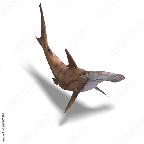 hammerhead shark photo