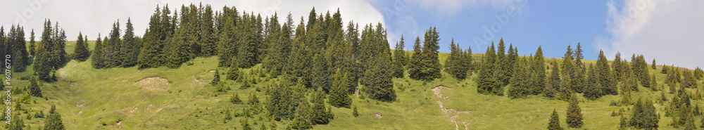 forêt de sapins et alpages forêt de sapins et alpages
