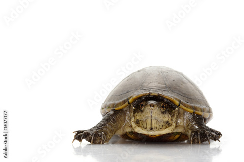 Florida mud turtle