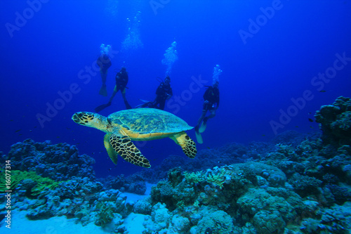 Hawksbill Turtle and Scuba Divers