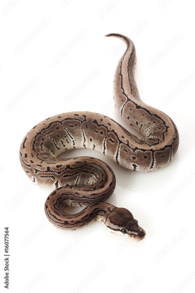Fototapeta premium axanthic pinstripe ball python