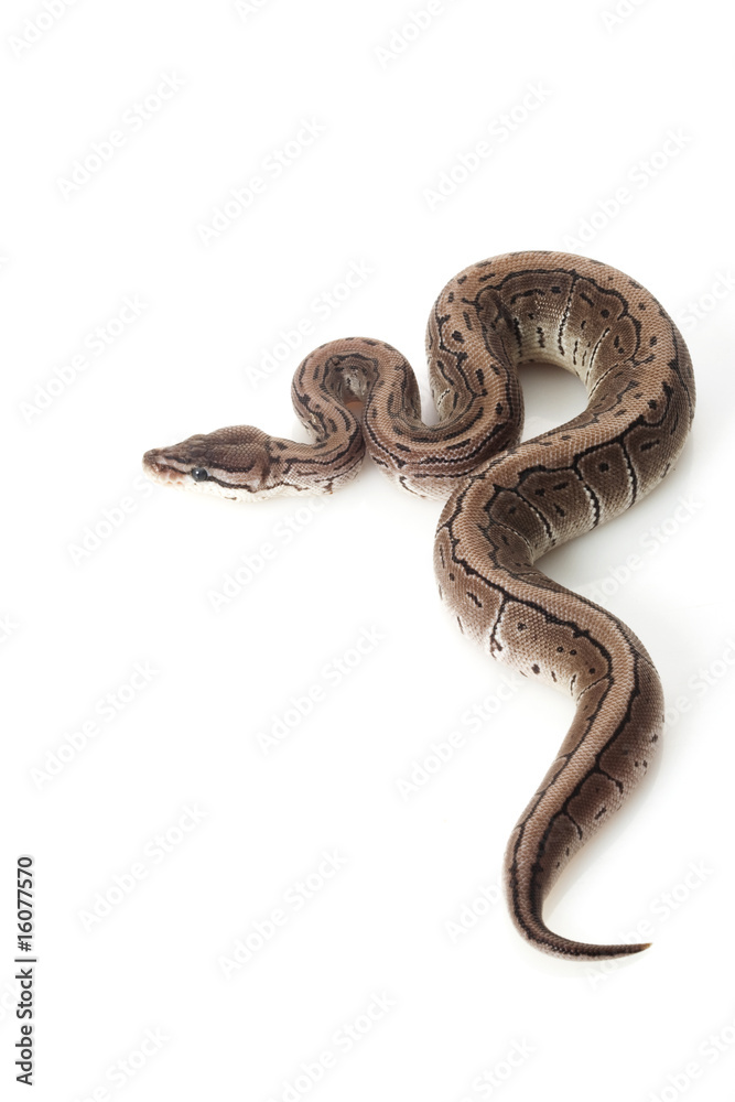 axanthic pinstripe ball python axanthic pinstripe ball python