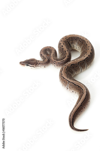 axanthic pinstripe ball python