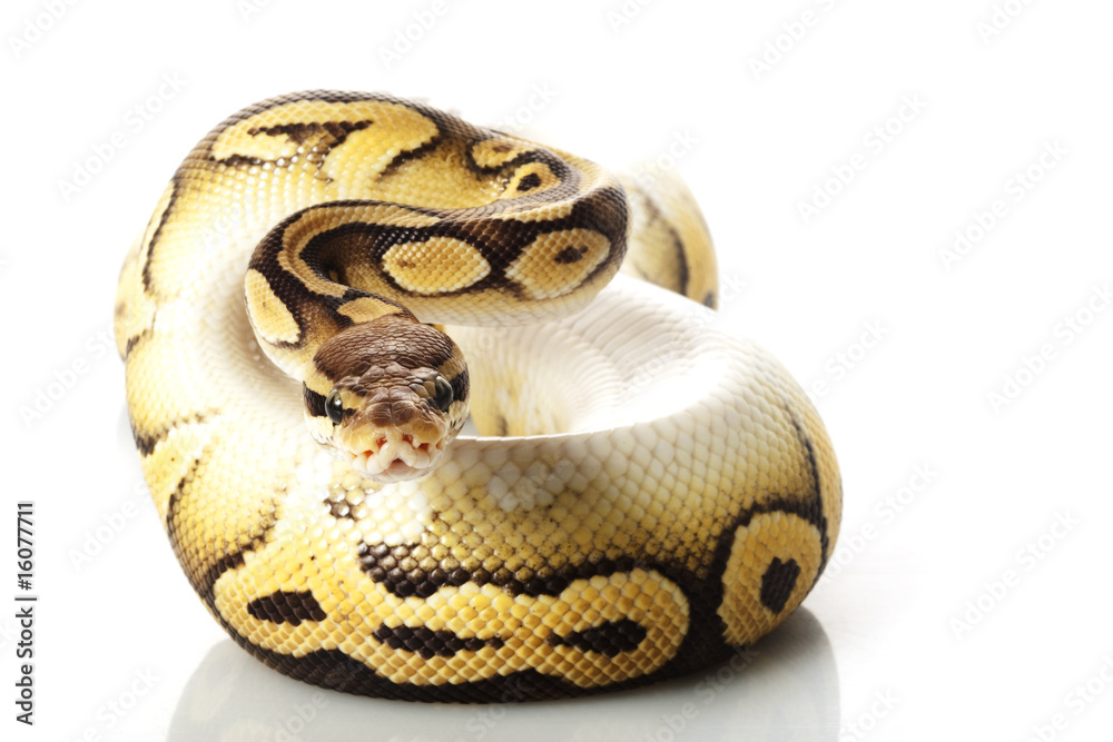 pastave ball python