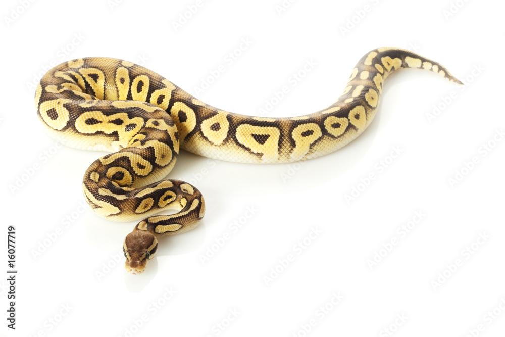 pastave ball python pastave ball python