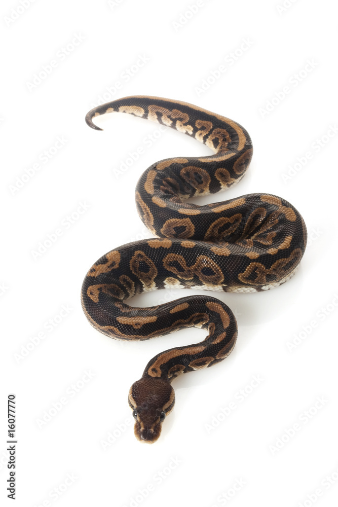 Fototapeta premium black pastel ball python