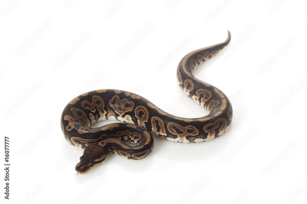 black pastel ball python Photos | Adobe Stock