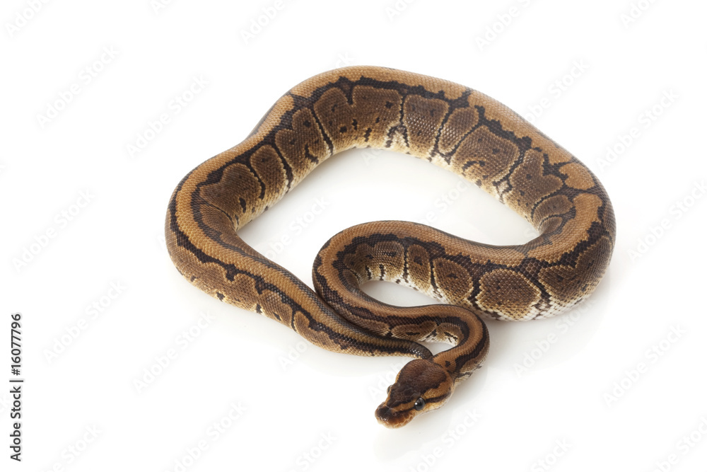 chocolate pinstripe ball python chocolate pinstripe ball python