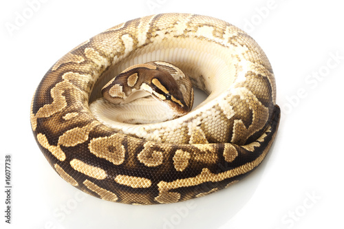 yellow belly ball python