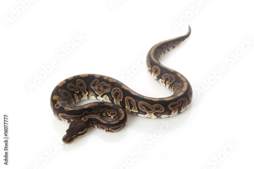 black pastel ball python © fivespots