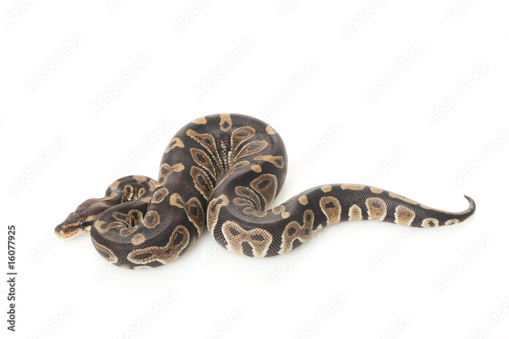chocolate ball python chocolate ball python