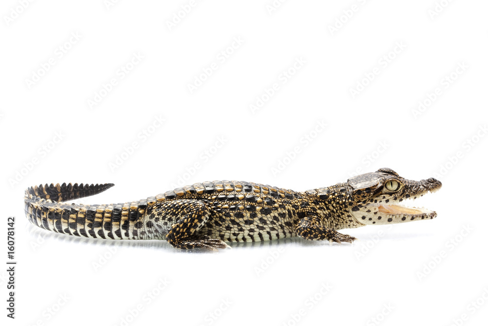 Fototapeta premium Cuban crocodile