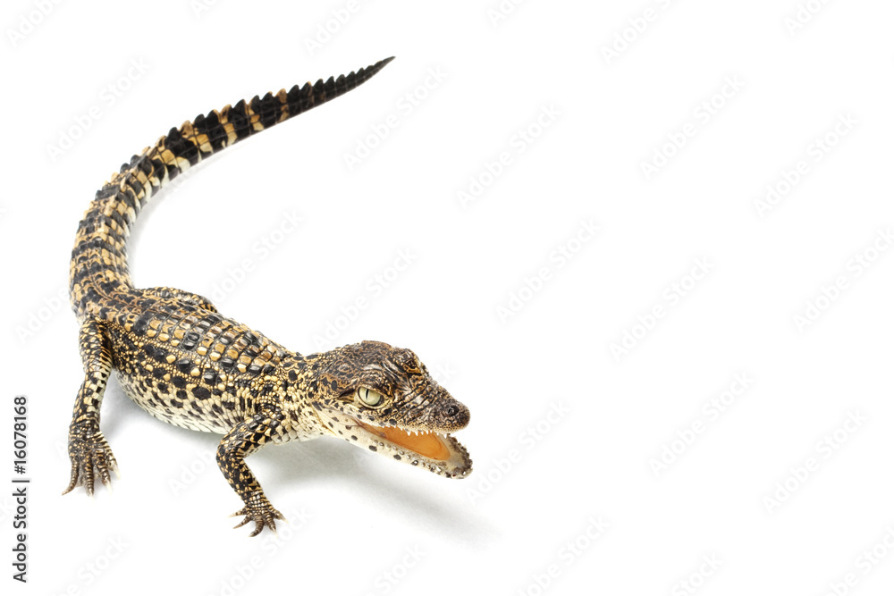 Fototapeta premium Cuban crocodile