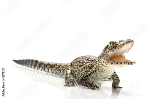 Cuban crocodile © fivespots