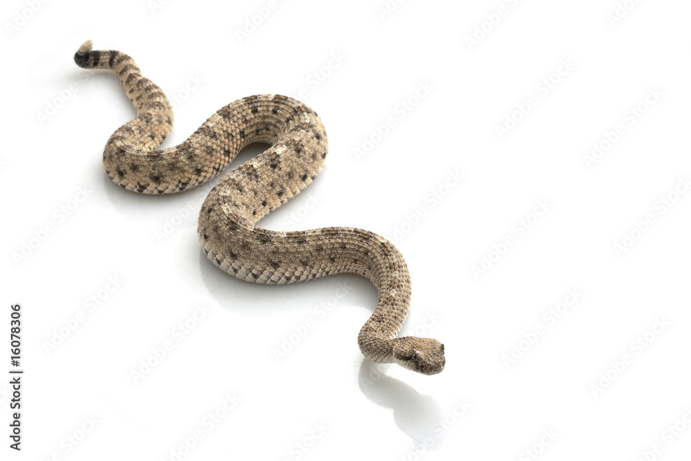 Fototapeta premium Sidewinder