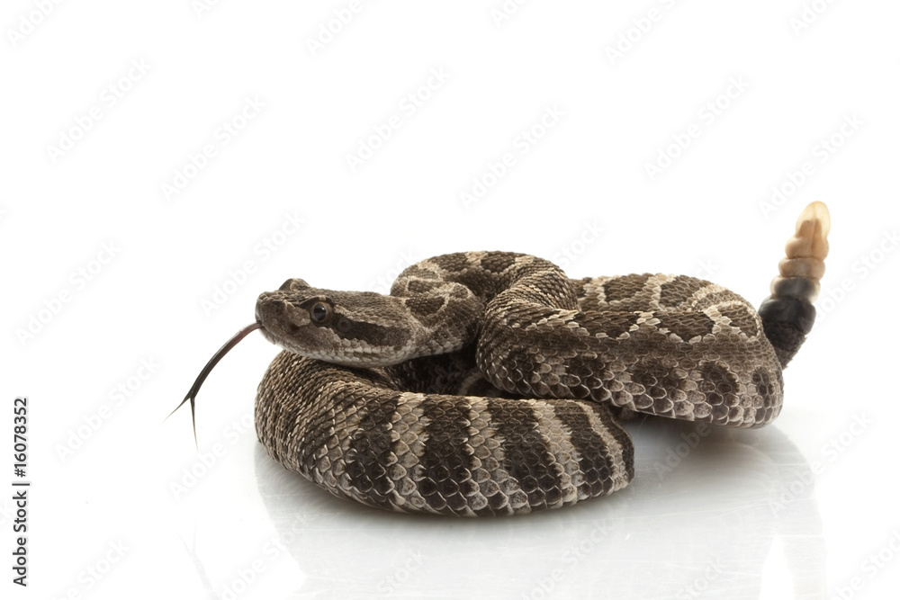 Fototapeta premium Northern Pacific Rattlesnake