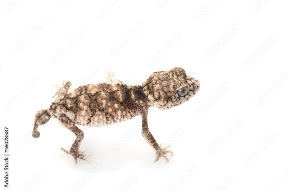 Naklejka premium Prickly Rough Knob-tailed Gecko