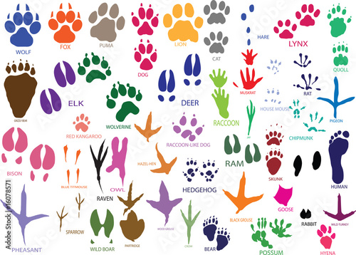 Vector paw prints of animals and birds