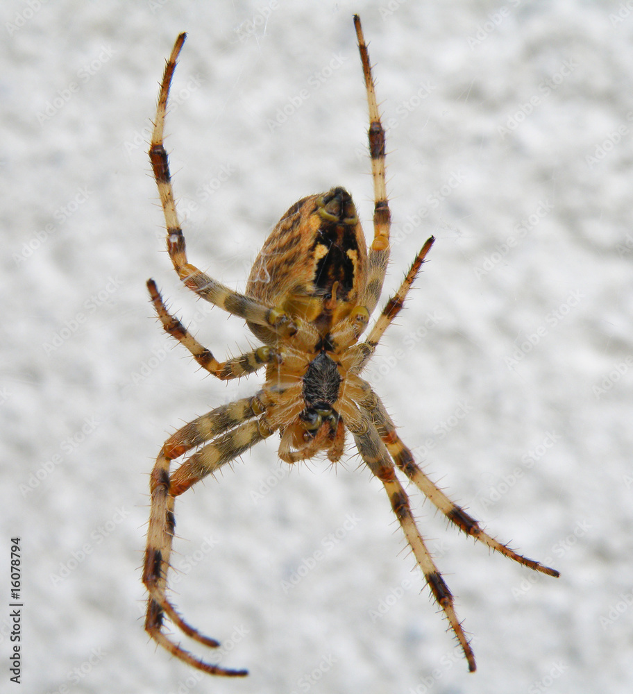 spider spider