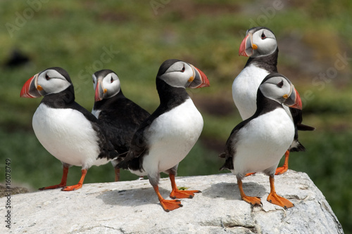 Puffins photo