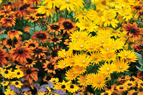 fall color, rudbeckia flowers