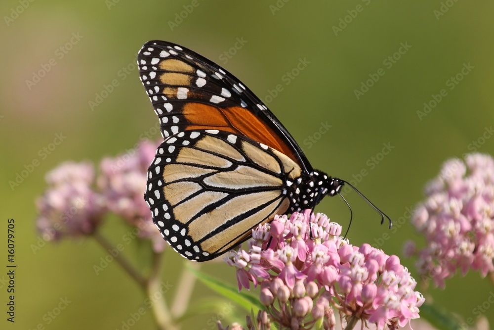 Monarch feeding from a milkweed plant. Monarch feeding from a milkweed plant.