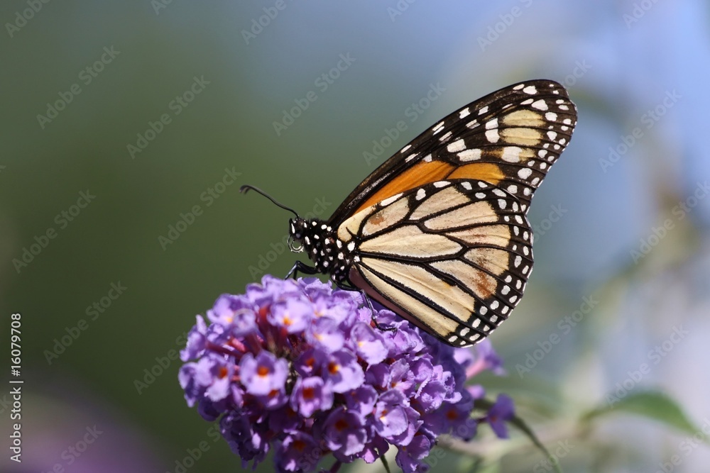 Monarch feeding from a buttrfly bush. Monarch feeding from a buttrfly bush.