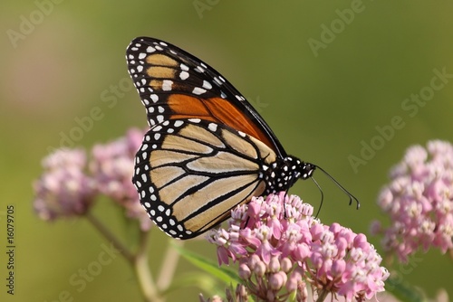 Monarch feeding from a milkweed plant. © gregg williams