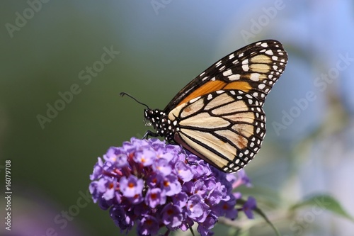 Monarch feeding from a buttrfly bush.