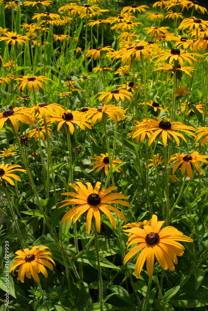 Sonnenhut - black-eyed Susan 10 Sonnenhut - black-eyed Susan 10