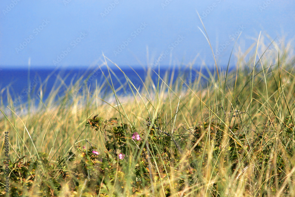 Fototapeta premium dünen-meer-sonne-ferien