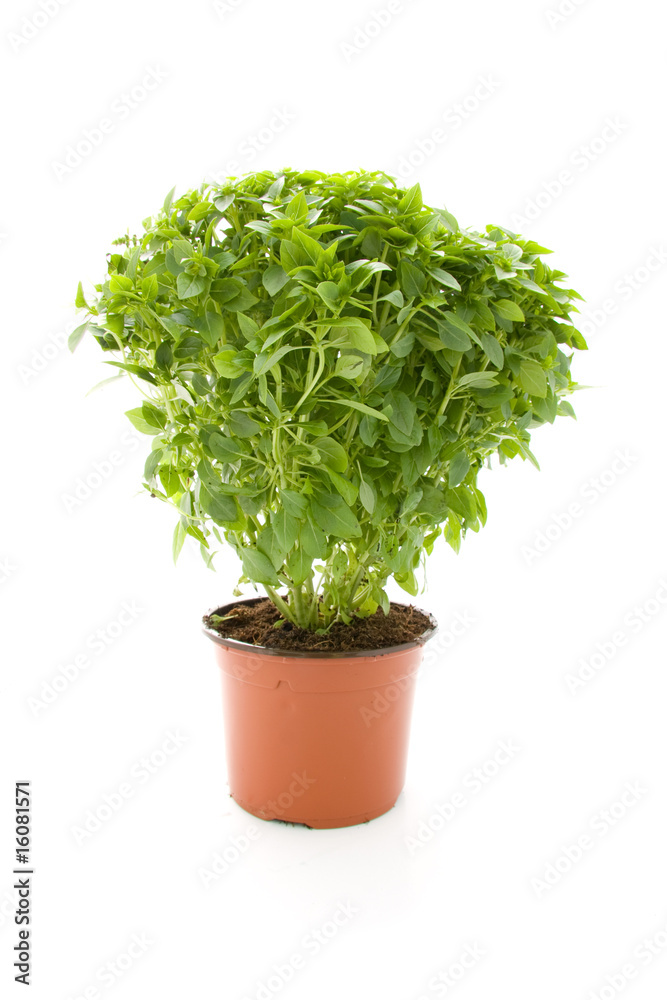 Plant of fine basil on white background Plant of fine basil on white background