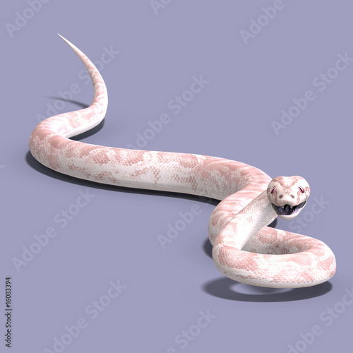 white ball python photo