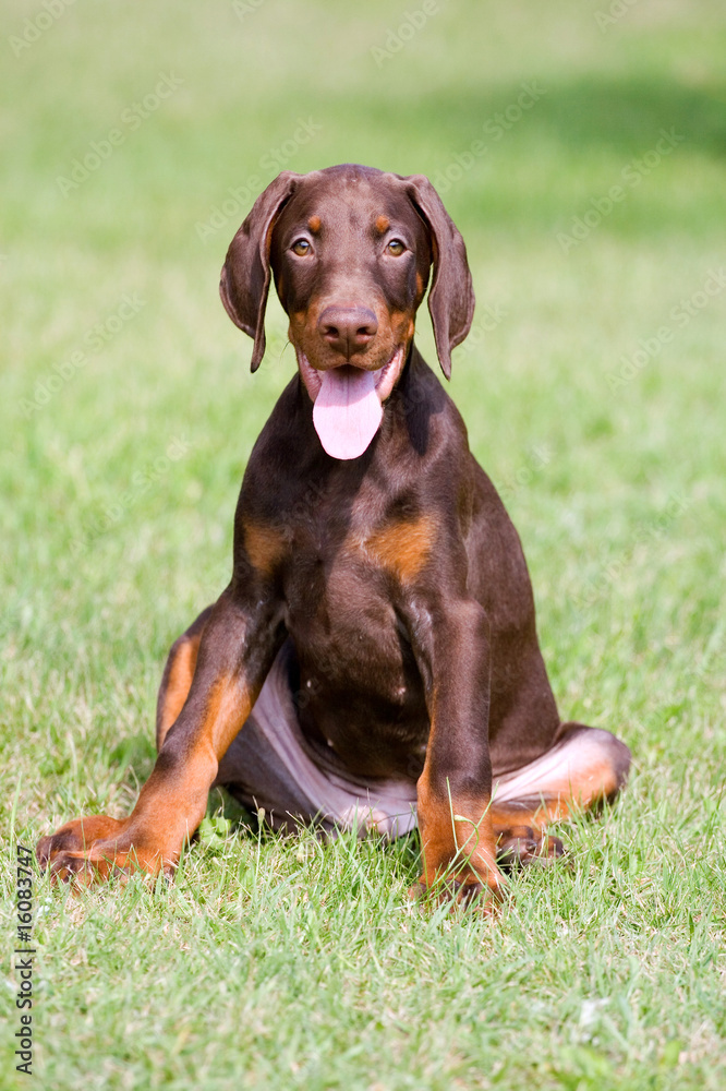 doberman puppy doberman puppy