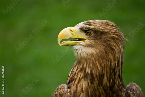 White-tailed eagle