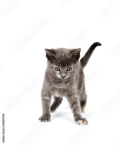 Gray kitten stadning on white photo