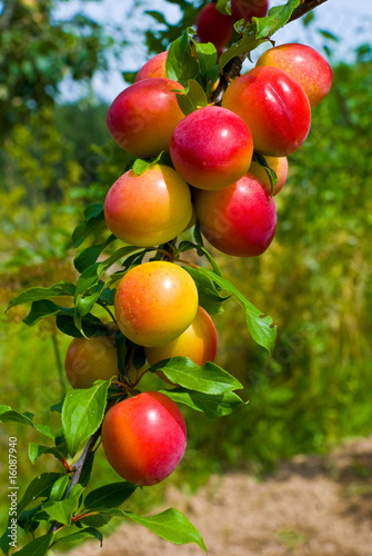Excellent fruits of plum tree